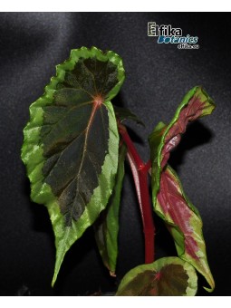 Begonia aff. baramensis (EBc2)