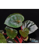 Begonia metachroa