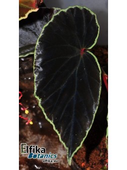 Begonia darthvaderiana (c. 1) (disponible : nous contacter)