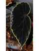 Begonia darthvaderiana  (disponible : nous contacter)
