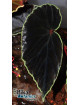 Begonia darthvaderiana (c. 1) (disponible : nous contacter)