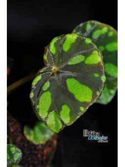 Begonia maciejewskii Lao Cai