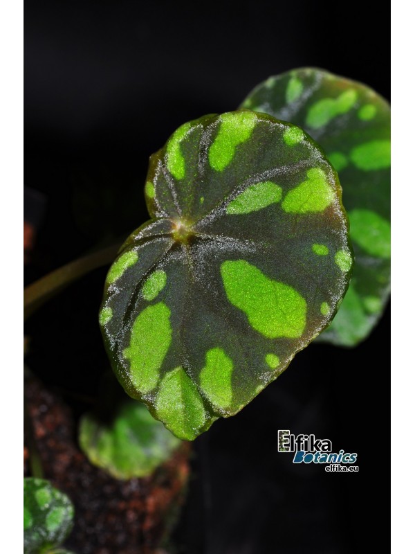 Begonia maciejewskii Lao Cai