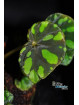 Begonia maciejewskii Lao Cai