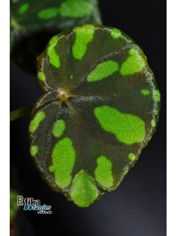 Begonia maciejewskii Lao Cai