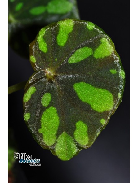 Begonia maciejewskii Lao Cai