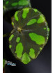 Begonia maciejewskii Lao Cai