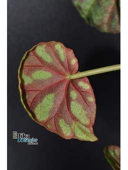 Begonia maciejewskii Lao Cai