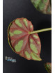 Begonia maciejewskii Lao Cai