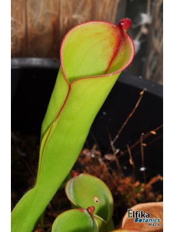 Heliamphora folliculata Kamarkawarai