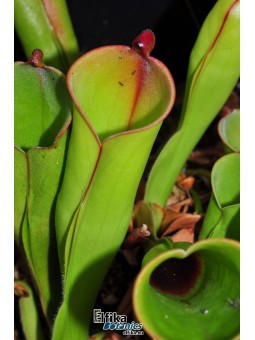 Heliamphora folliculata Kamarkawarai
