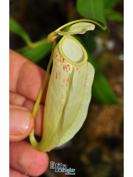 Nepenthes glabrata Katopasa (fem.)