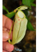 Nepenthes glabrata Katopasa (fem.)