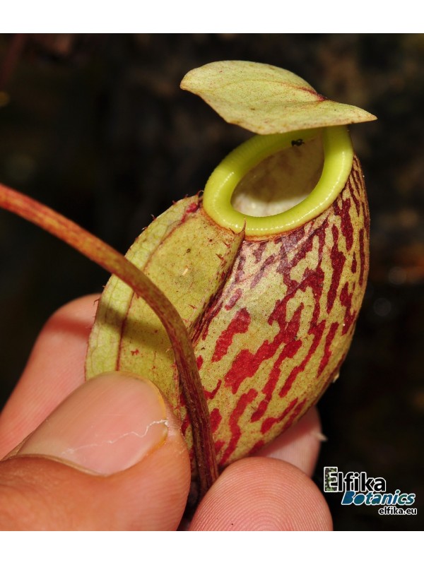 Nepenthes glabrata Katopasa (fem.)