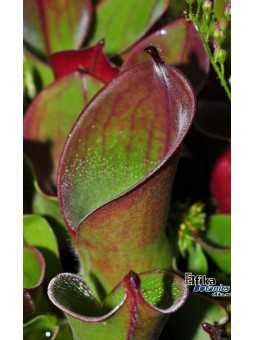 Heliamphora ciliata