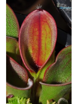 Heliamphora ciliata