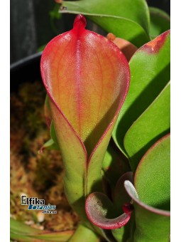 Heliamphora huberi Amuri