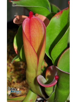 Heliamphora huberi Amuri