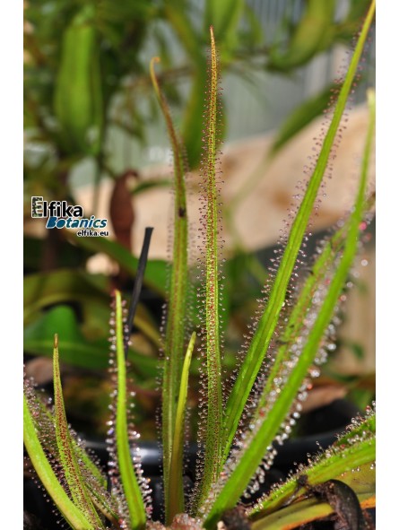 Drosera regia Big Easy