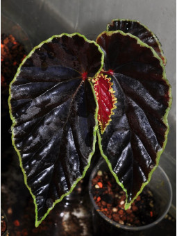 Begonia darthvaderiana (c. 1) (disponible : nous contacter)
