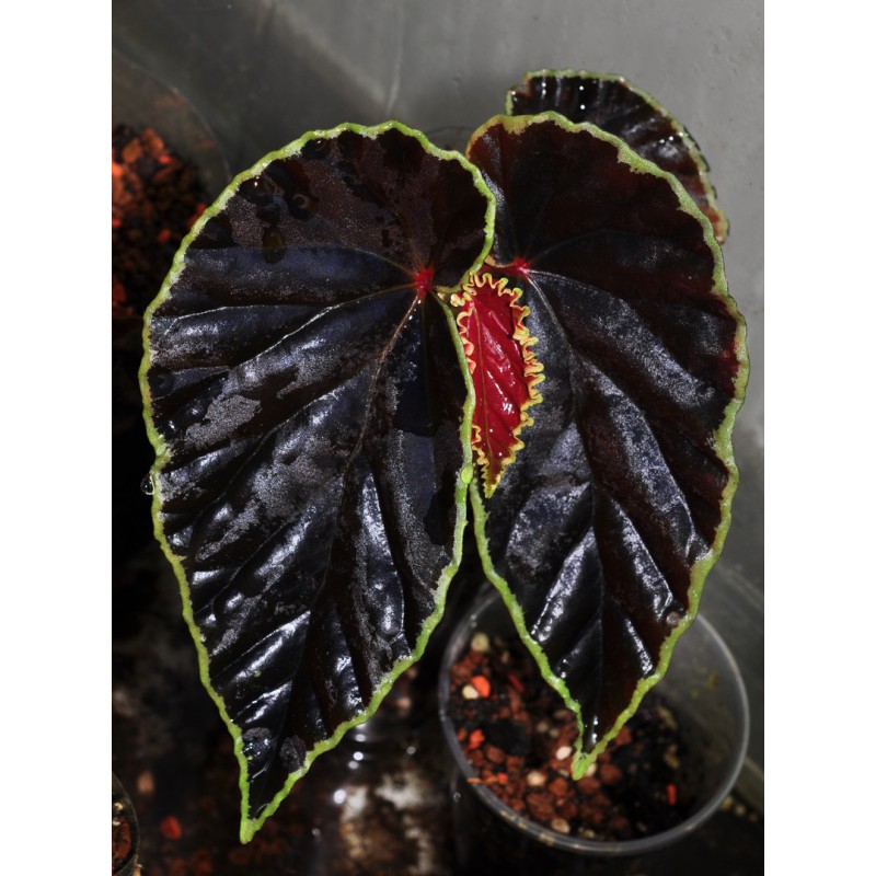 Begonia darthvaderiana (c. 1) (disponible : nous contacter)