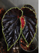 Begonia darthvaderiana (c. 1) (disponible : nous contacter)