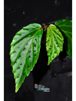 Begonia fuscisetosa Kinabalu