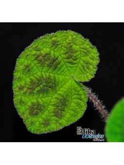 Begonia semiparietalis