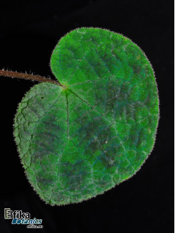 Begonia semiparietalis