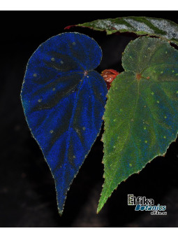 Begonia "EB Dark Wars"