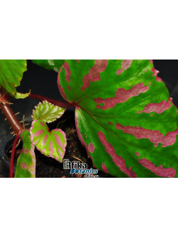Begonia cf. roseopunctata Senai