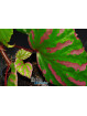 Begonia cf. roseopunctata Senai