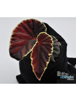 Begonia darthvaderiana (c. 1) (disponible : nous contacter)