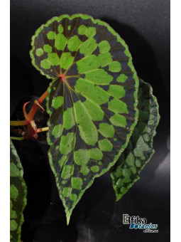 Begonia chlorosticta x sp. Umbrella (gxEB23)