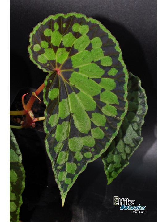 Begonia chlorosticta x sp. Umbrella