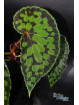 Begonia chlorosticta x sp. Umbrella