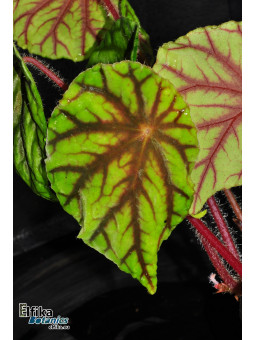 Begonia quadrialata ssp. nimbaensis