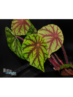 Begonia quadrialata ssp. nimbaensis