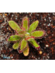 Drosera hilaris Table Mountain