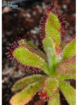 Drosera hilaris Table Mountain