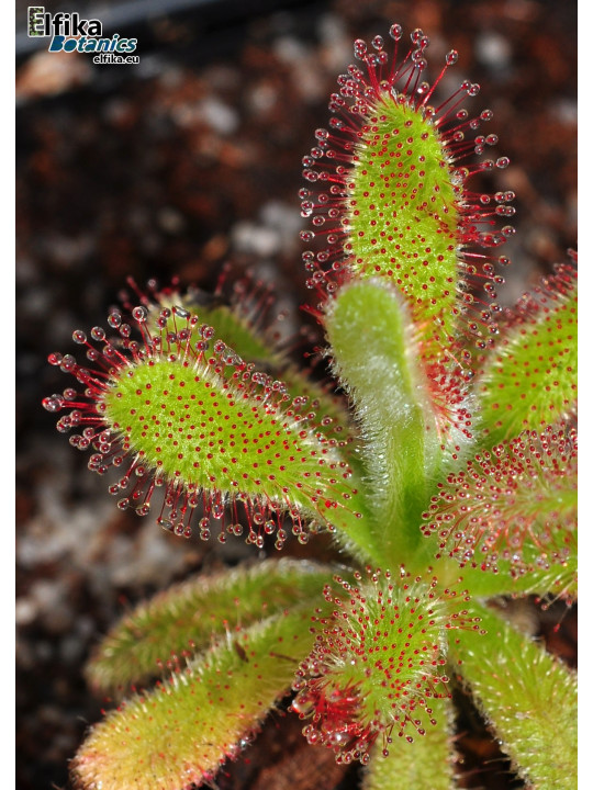 Drosera hilaris Table Mountain