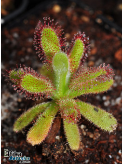 Drosera hilaris Table Mountain