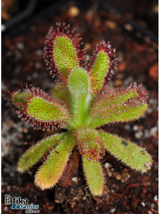 Drosera hilaris Table Mountain