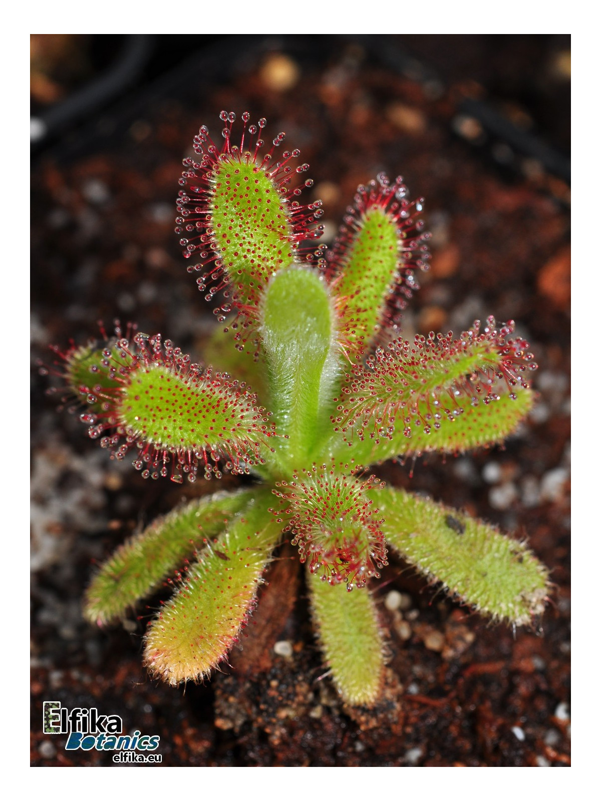 Drosera hilaris Table Mountain