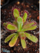Drosera hilaris Table Mountain
