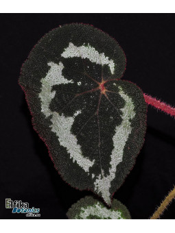 Begonia sinopicturata