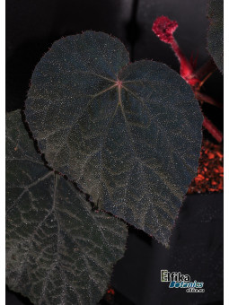 Begonia sp. U485
