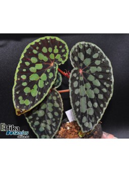 Begonia chlorosticta