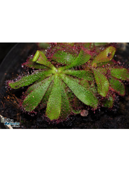 Drosera hamiltonii