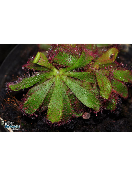 Drosera hamiltonii